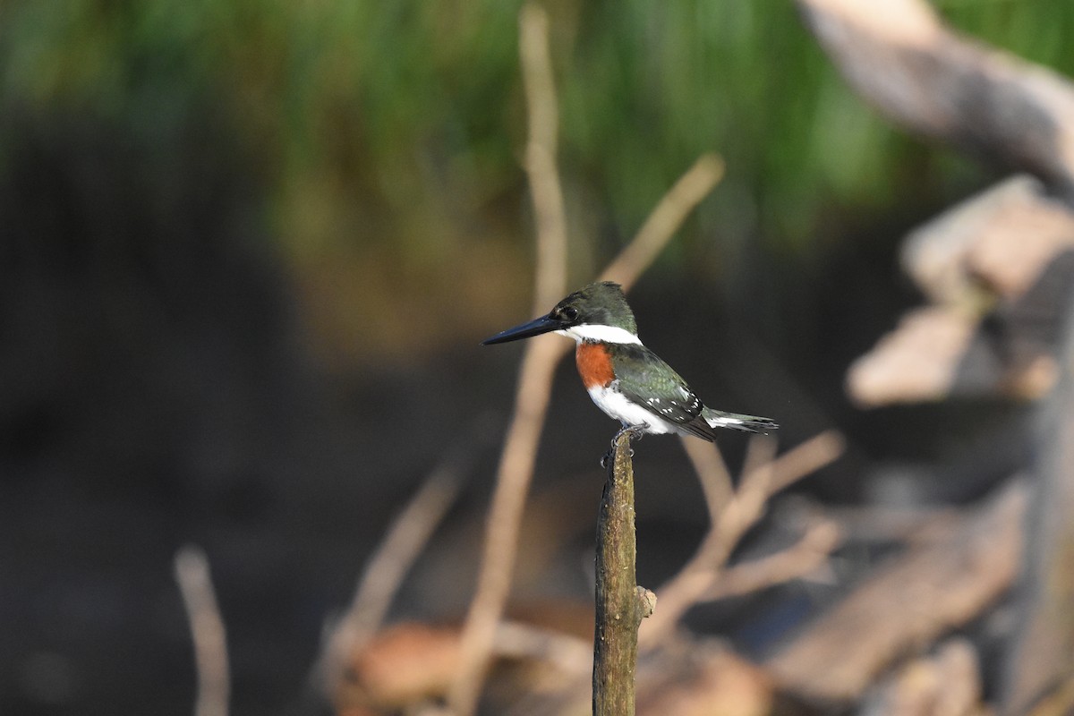 Amazon Kingfisher - ML620637999