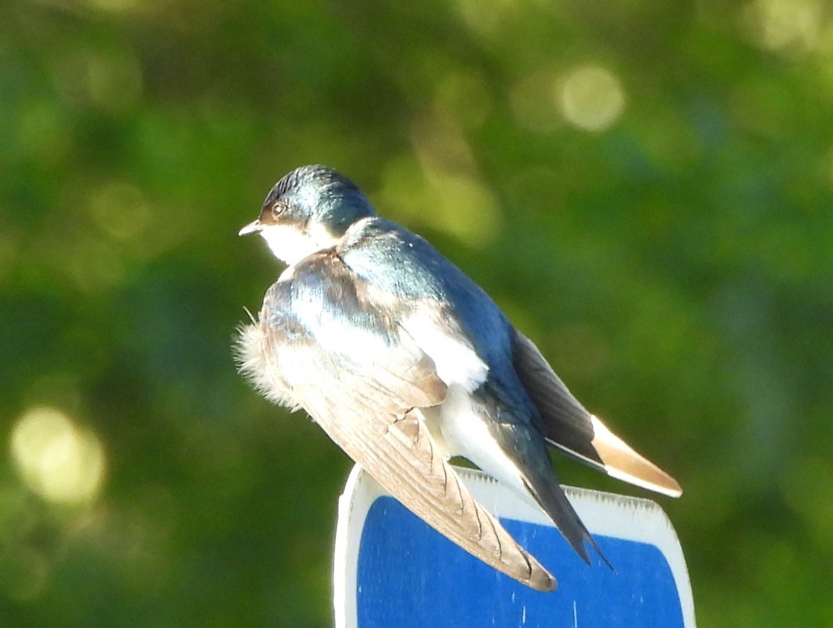 Tree Swallow - ML620638000