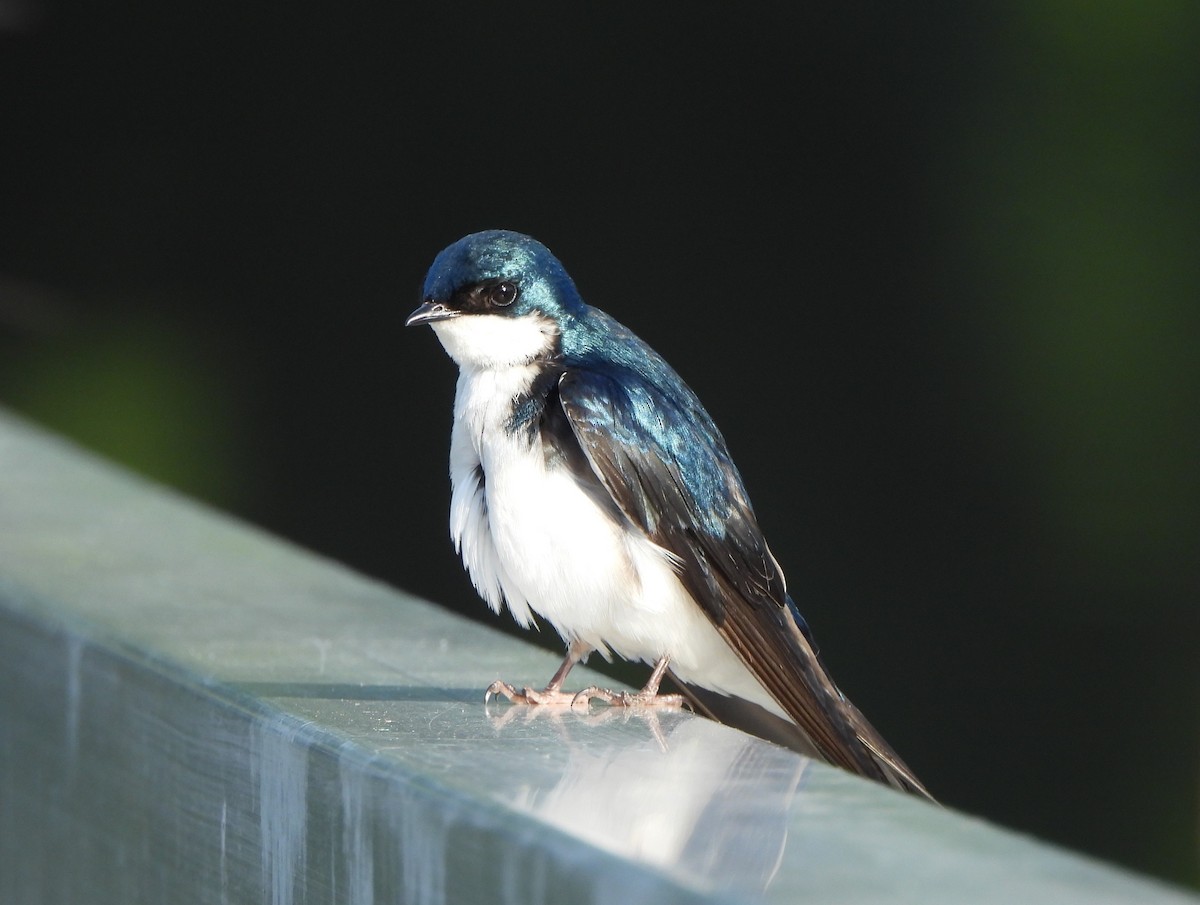 Tree Swallow - ML620638001