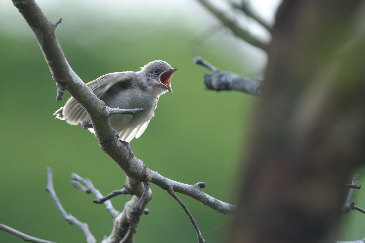 Bulbul de Blanford - ML620638003