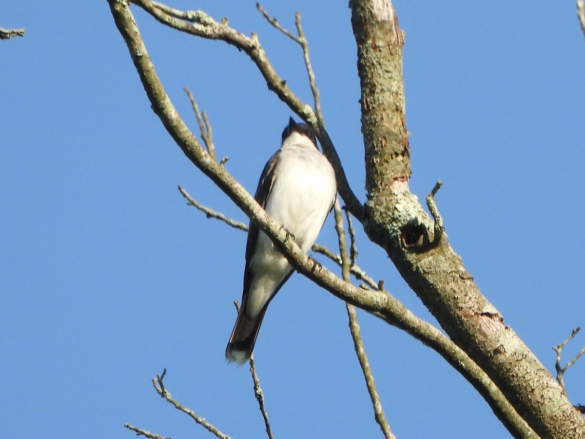 Eastern Kingbird - ML620638006