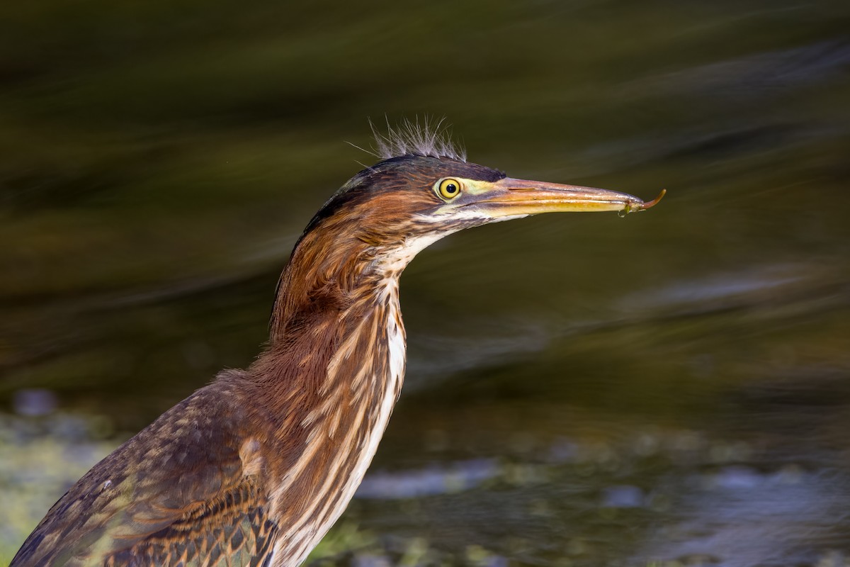 Green Heron - ML620638009