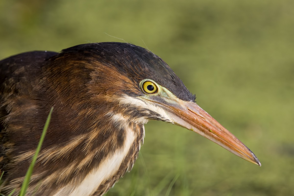 Green Heron - ML620638010