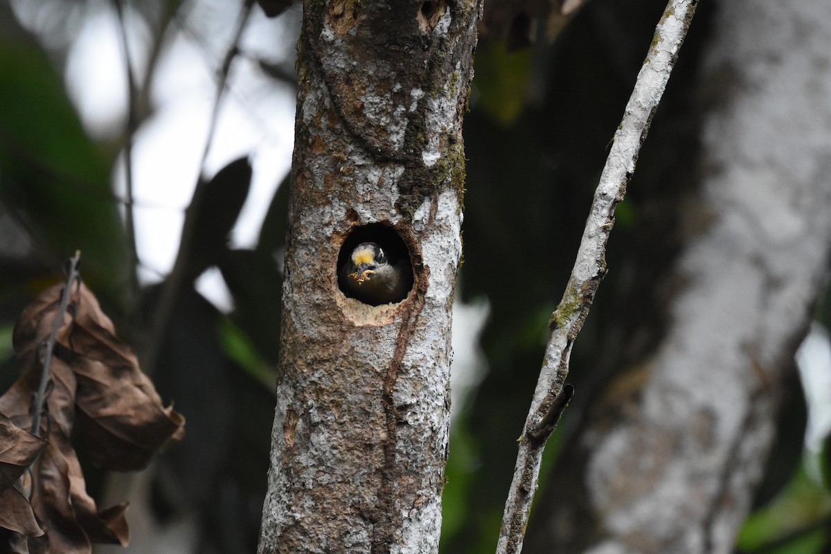 Black-cheeked Woodpecker - ML620638016