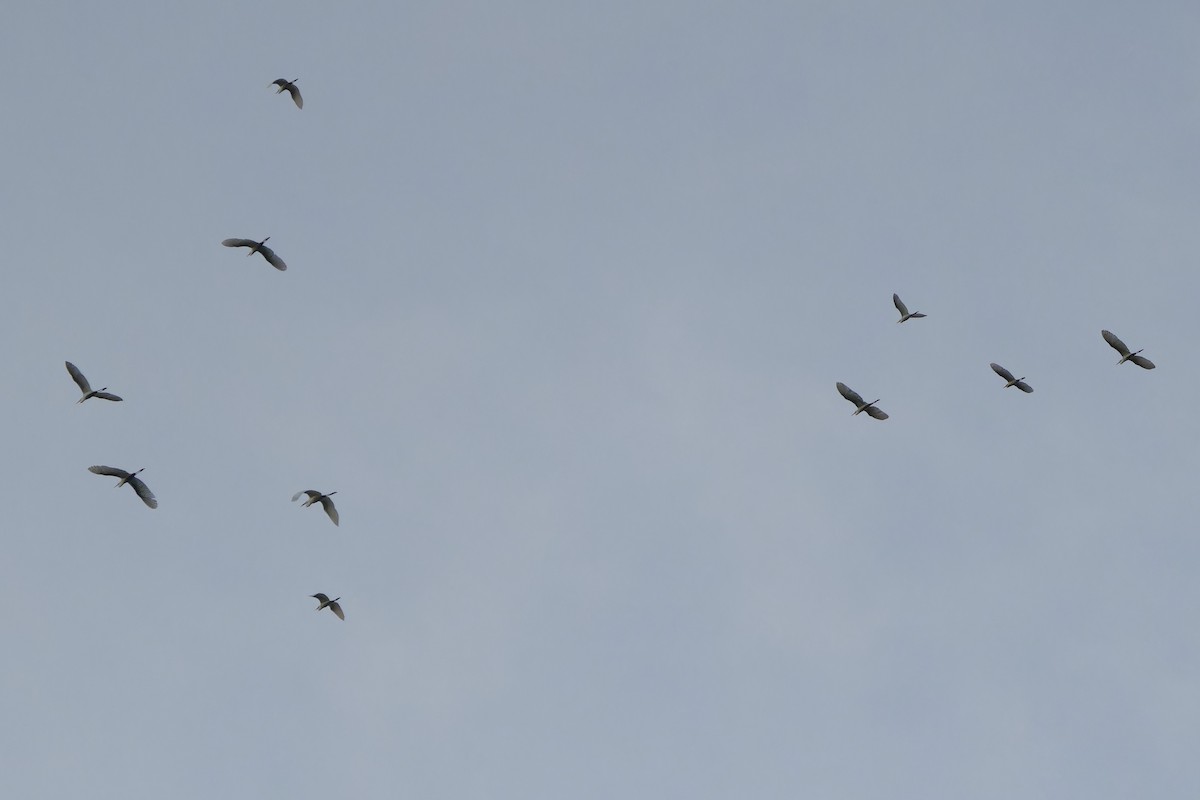 Egretta/Bubulcus sp. - ML620638019