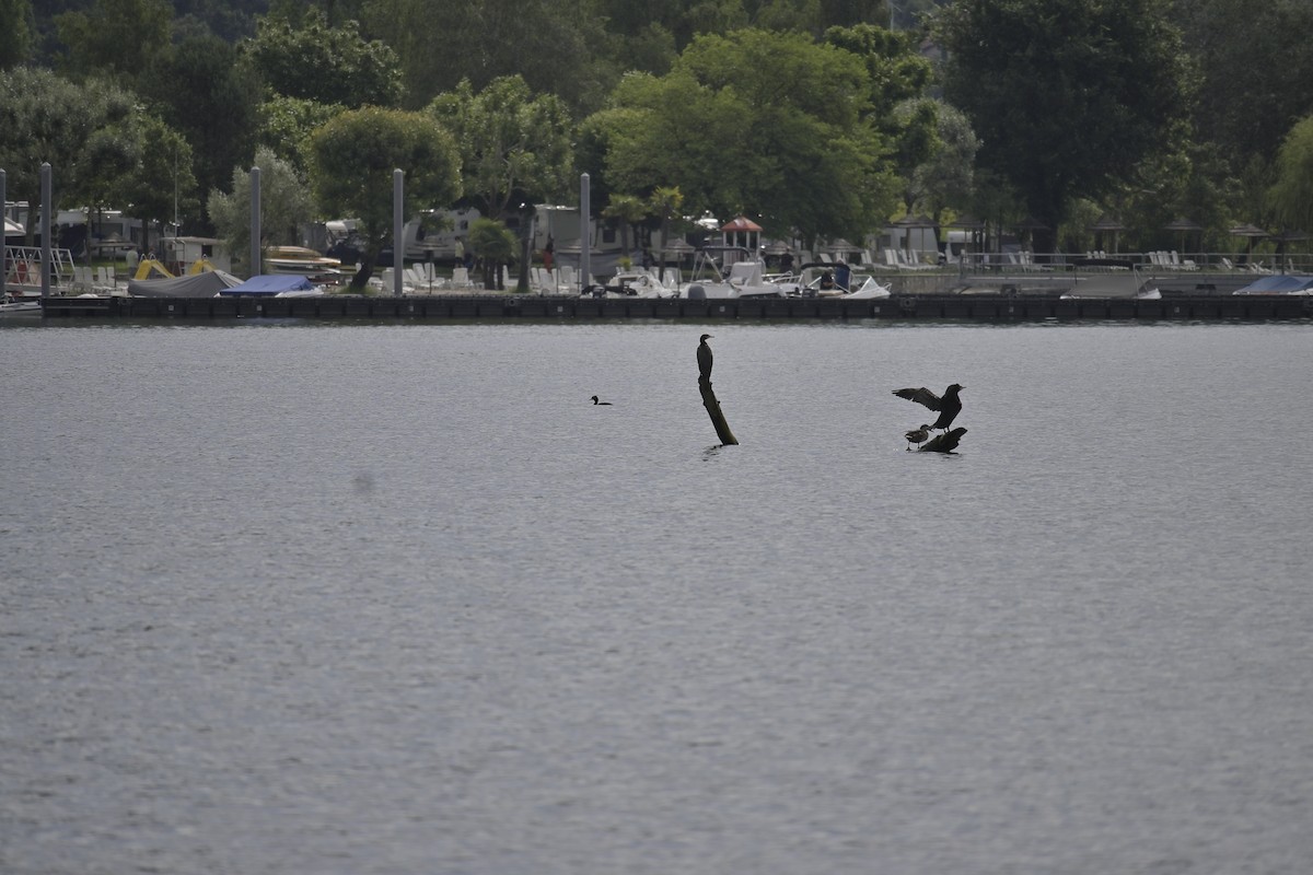 Great Cormorant - ML620638023