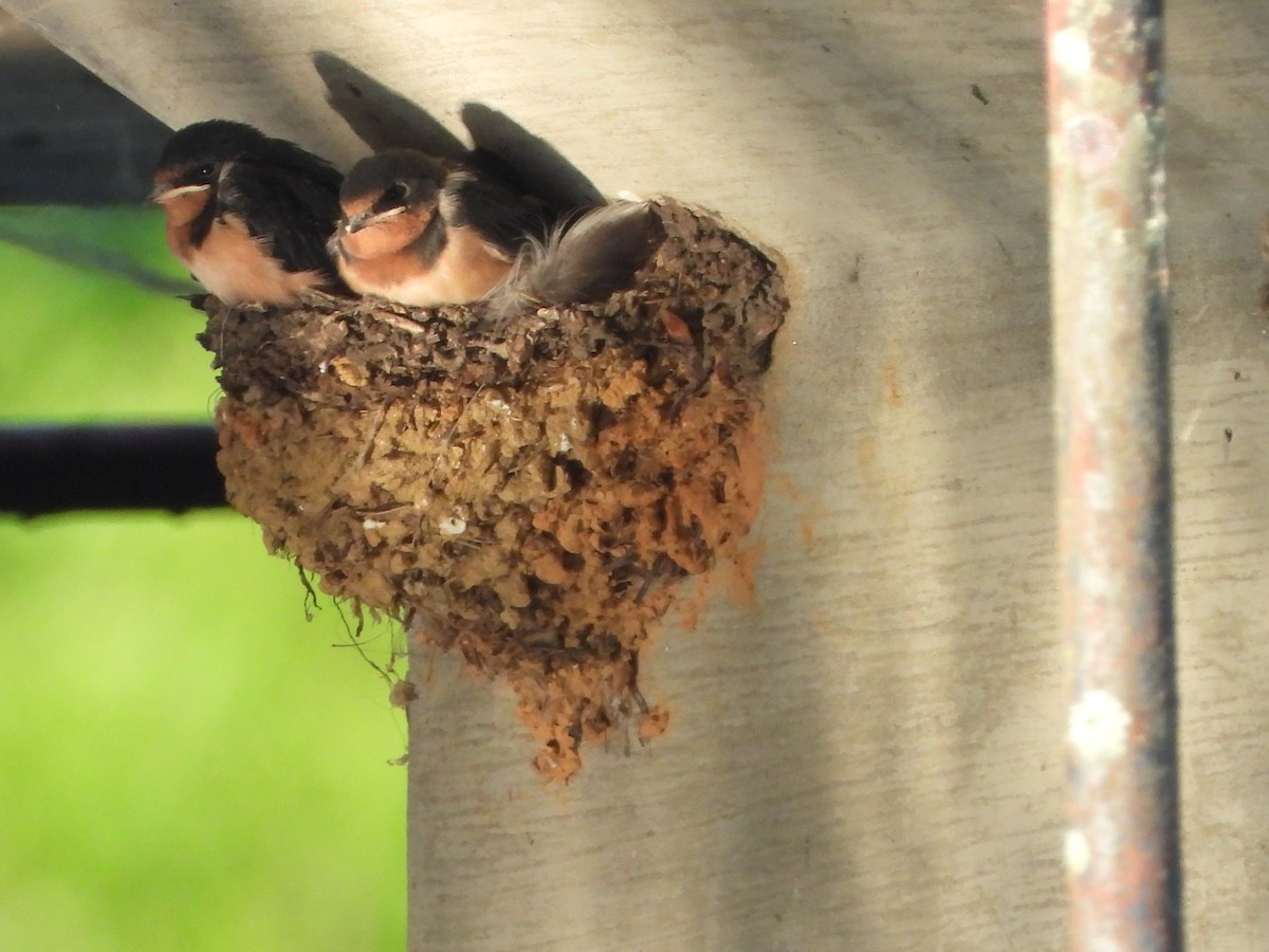 Barn Swallow - ML620638027