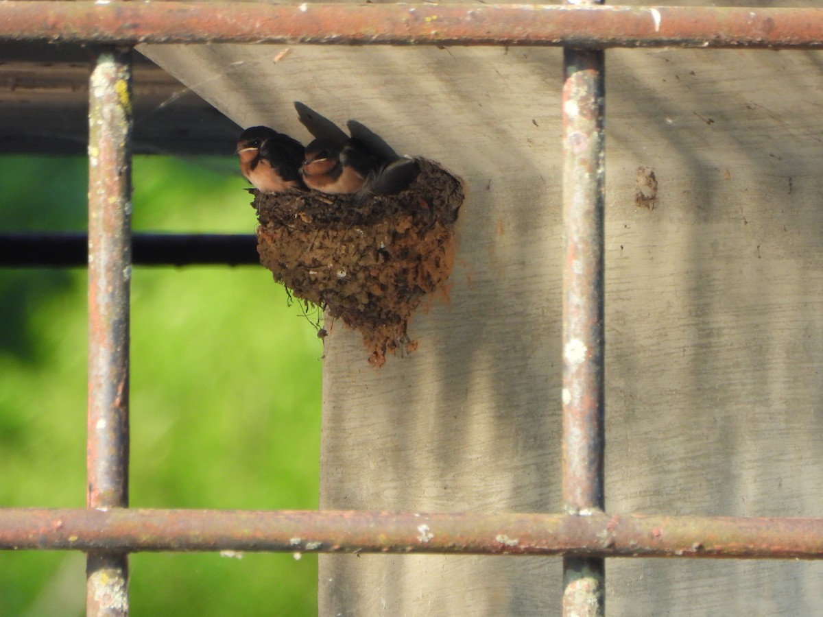 Barn Swallow - ML620638029