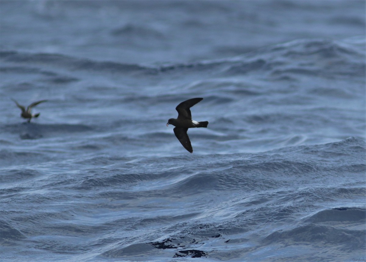 Band-rumped Storm-Petrel - ML620638031