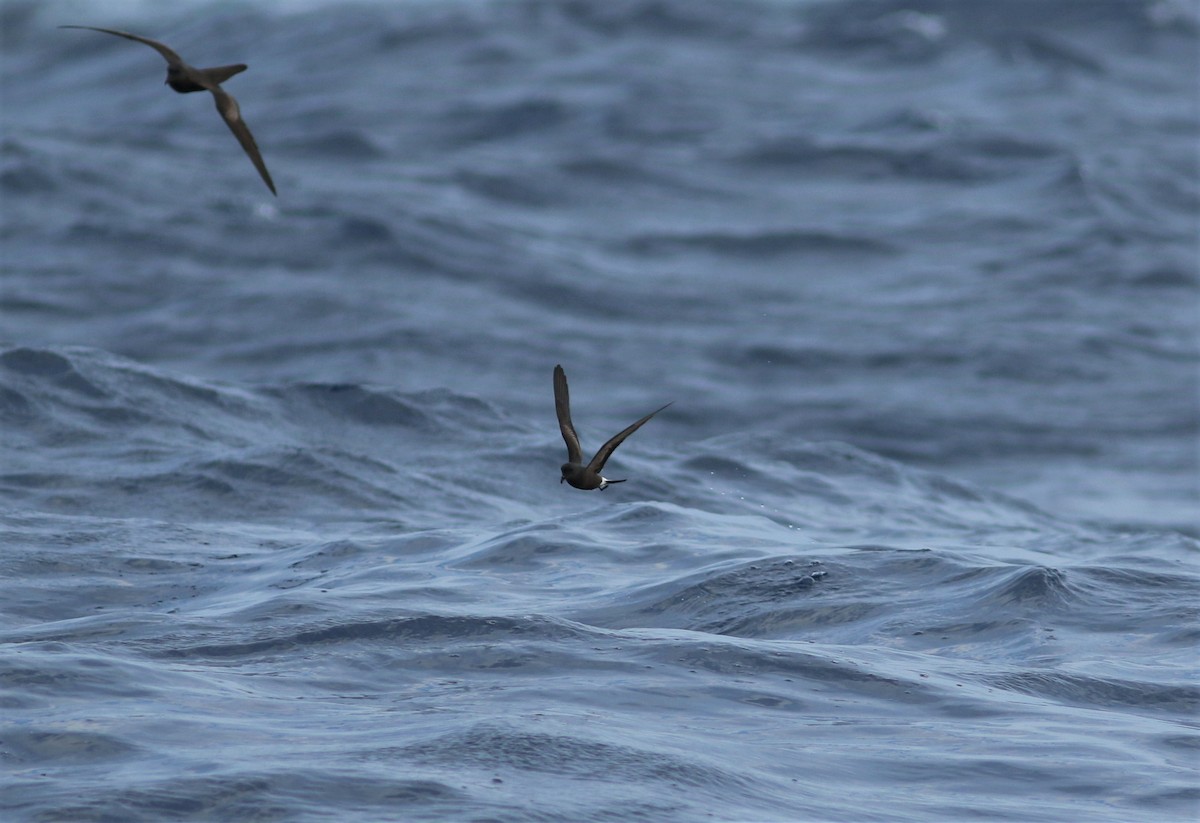 Band-rumped Storm-Petrel - ML620638033