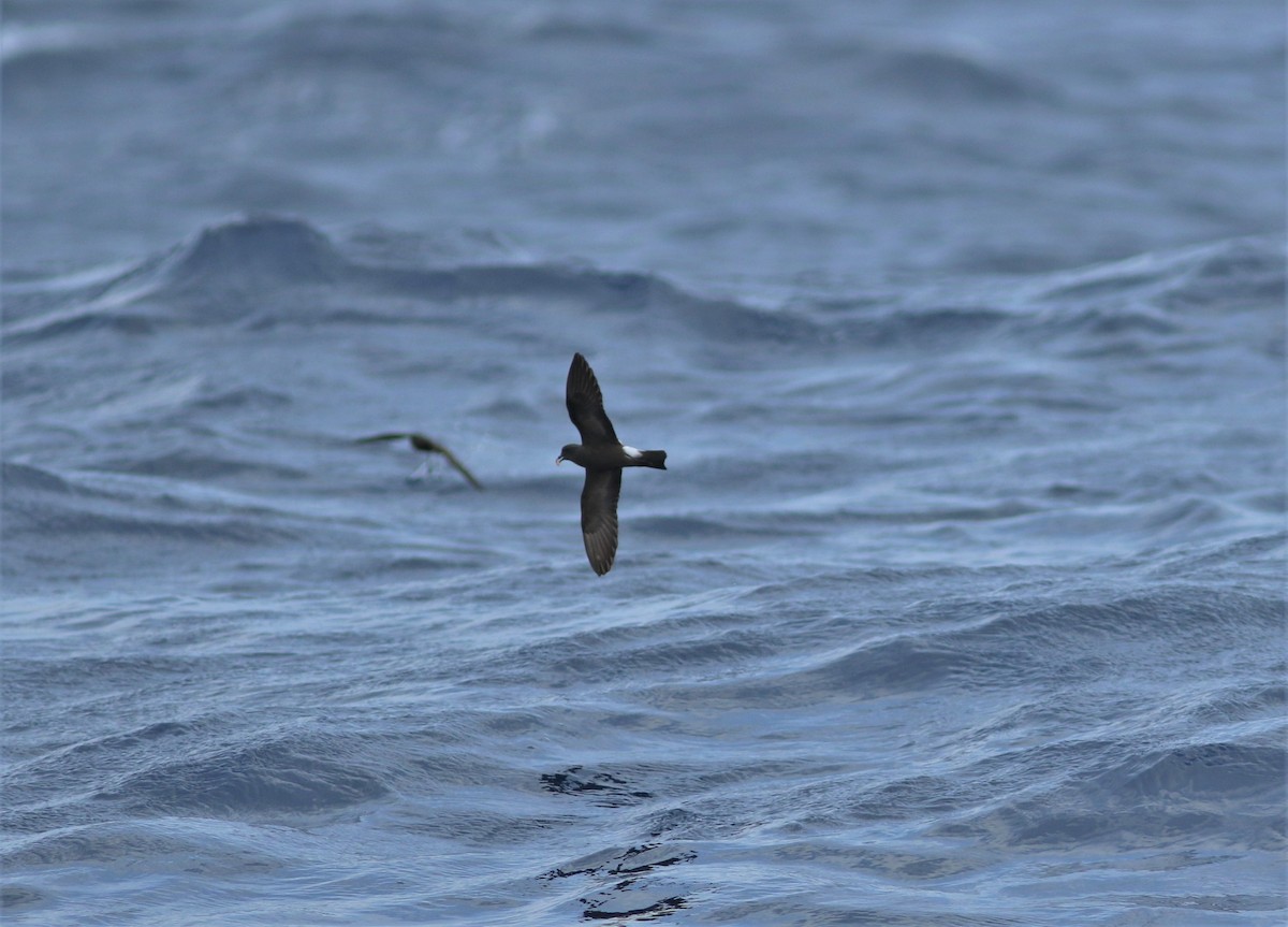 Band-rumped Storm-Petrel - ML620638034