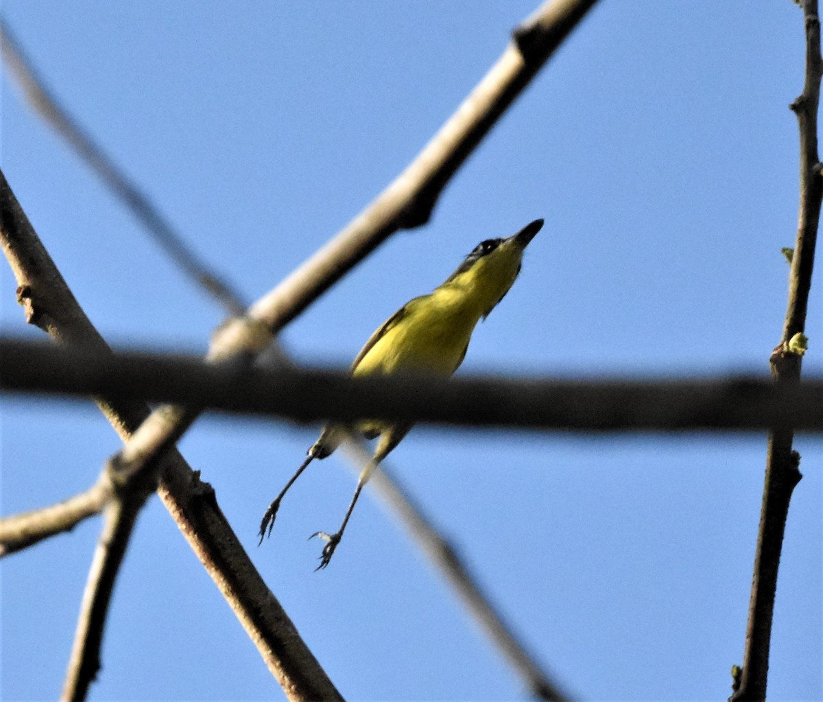 Common Tody-Flycatcher - ML620638037