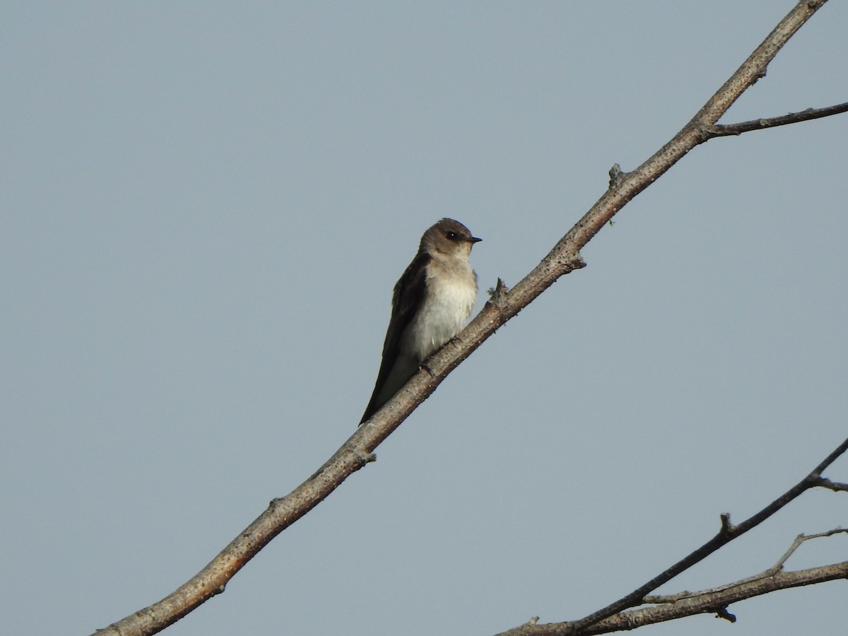 Golondrina Aserrada - ML620638038