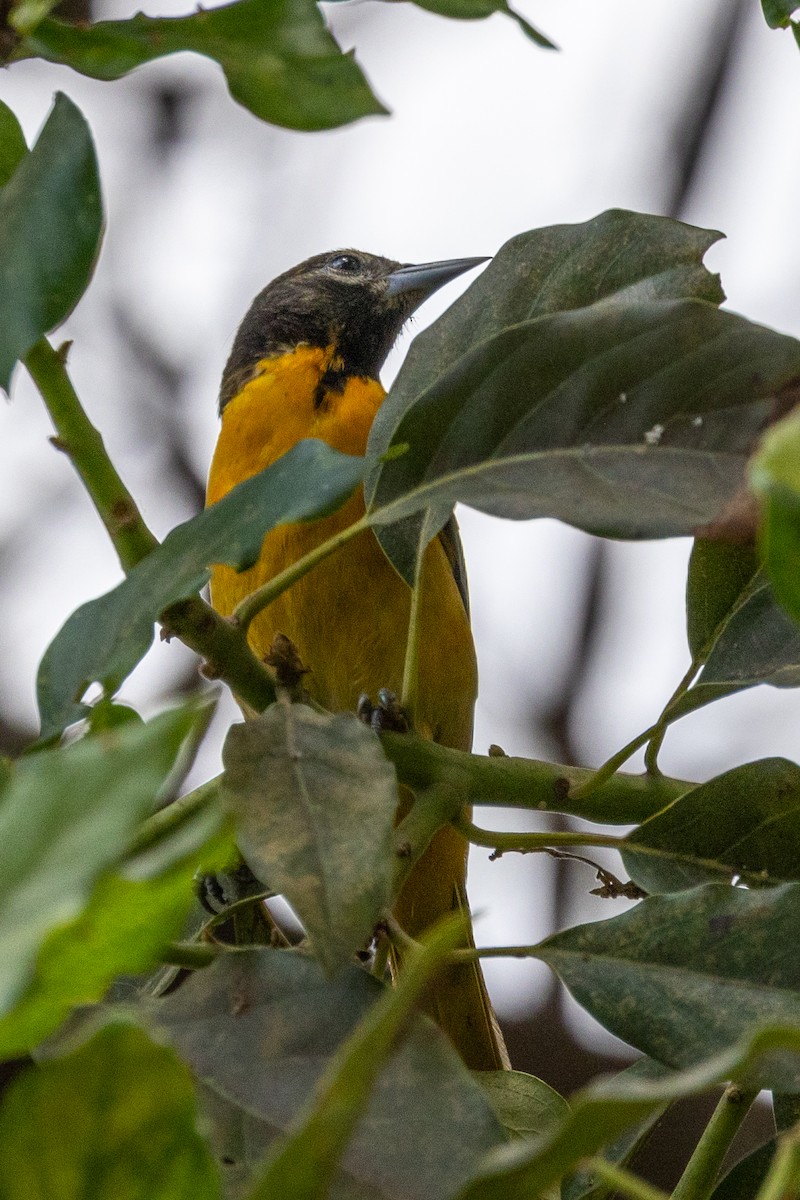 Oriole de Baltimore - ML620638040