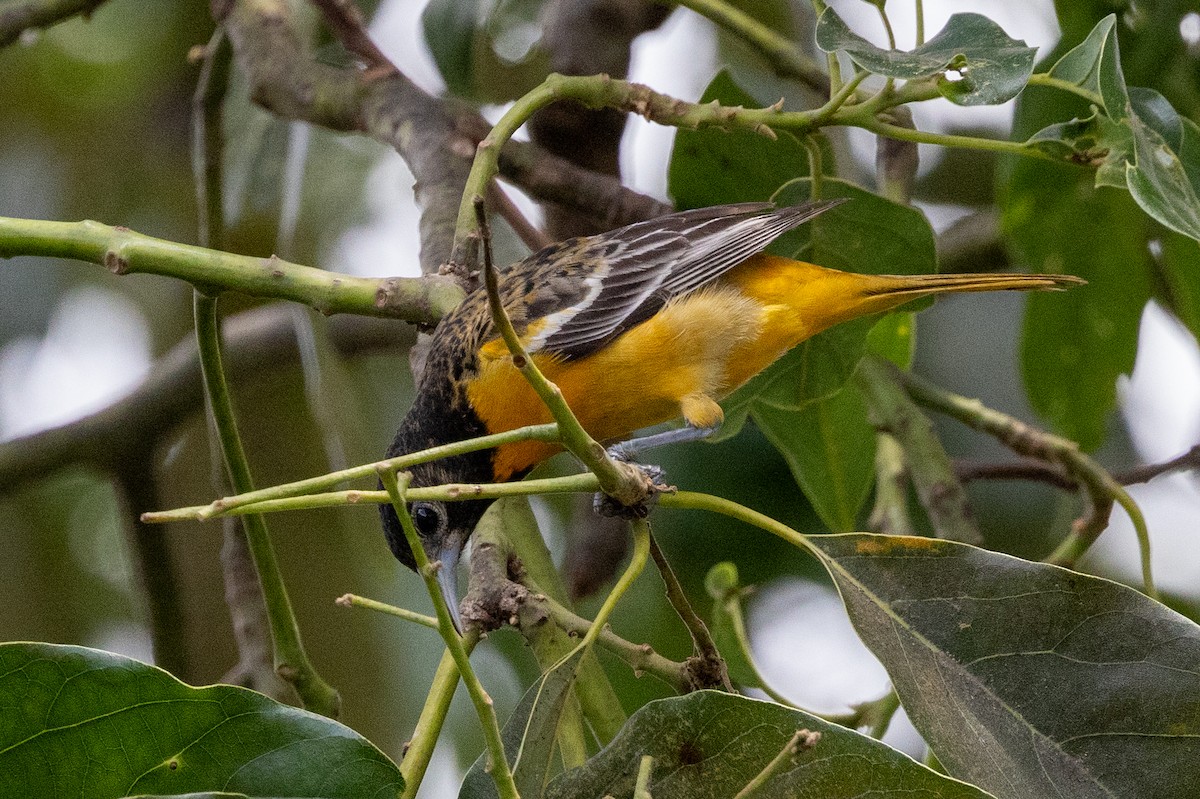 Baltimore Oriole - ML620638041