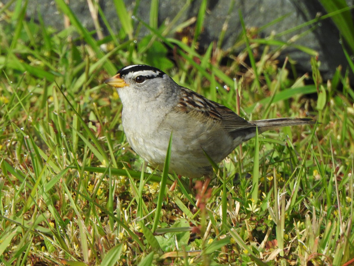 White-crowned Sparrow - ML620638042