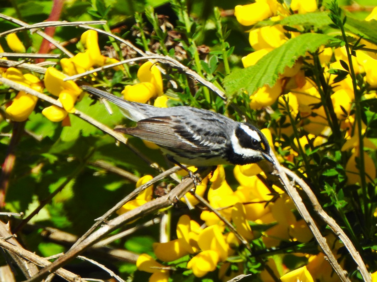 Black-throated Gray Warbler - ML620638046