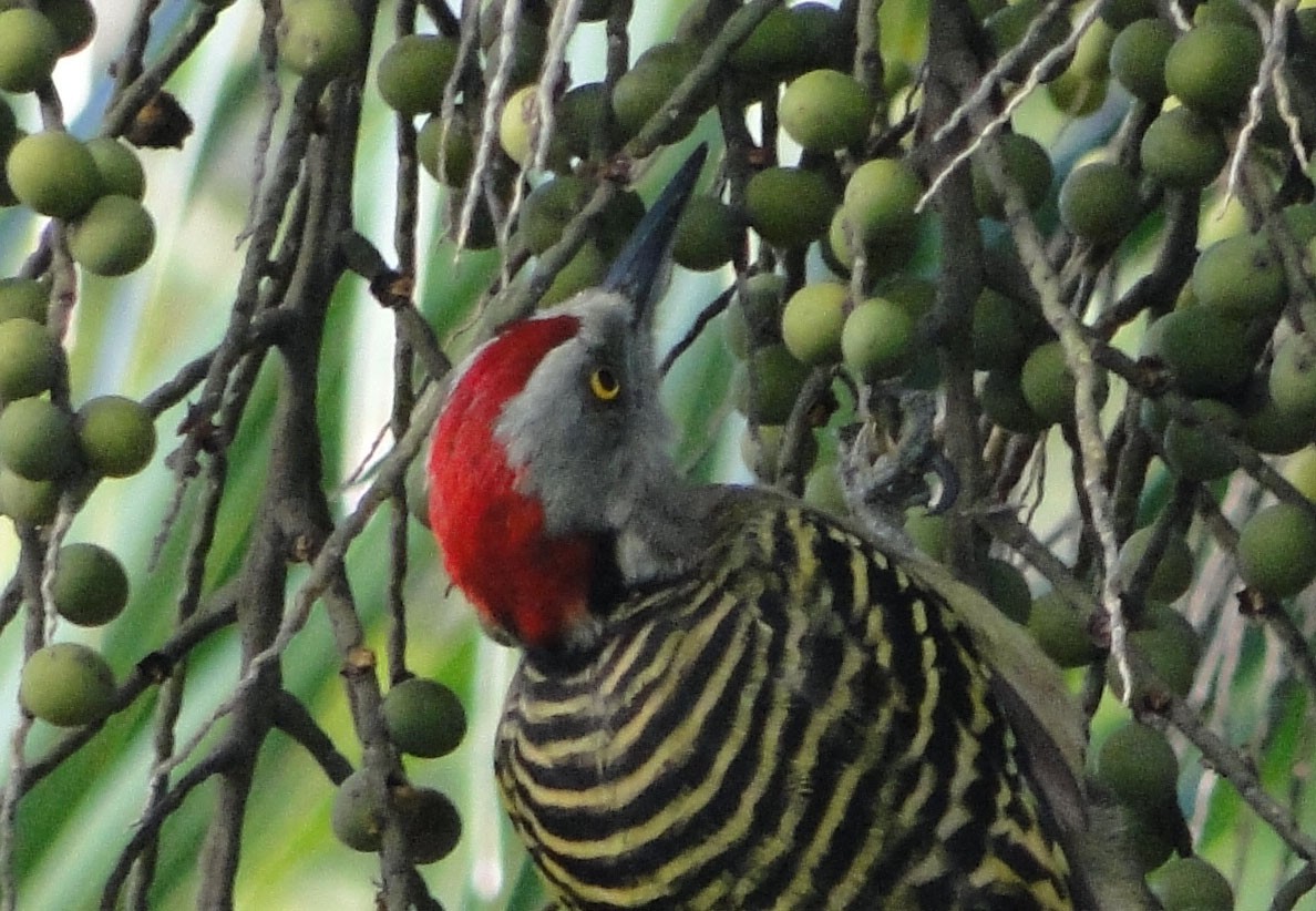 Hispaniolan Woodpecker - ML620638050