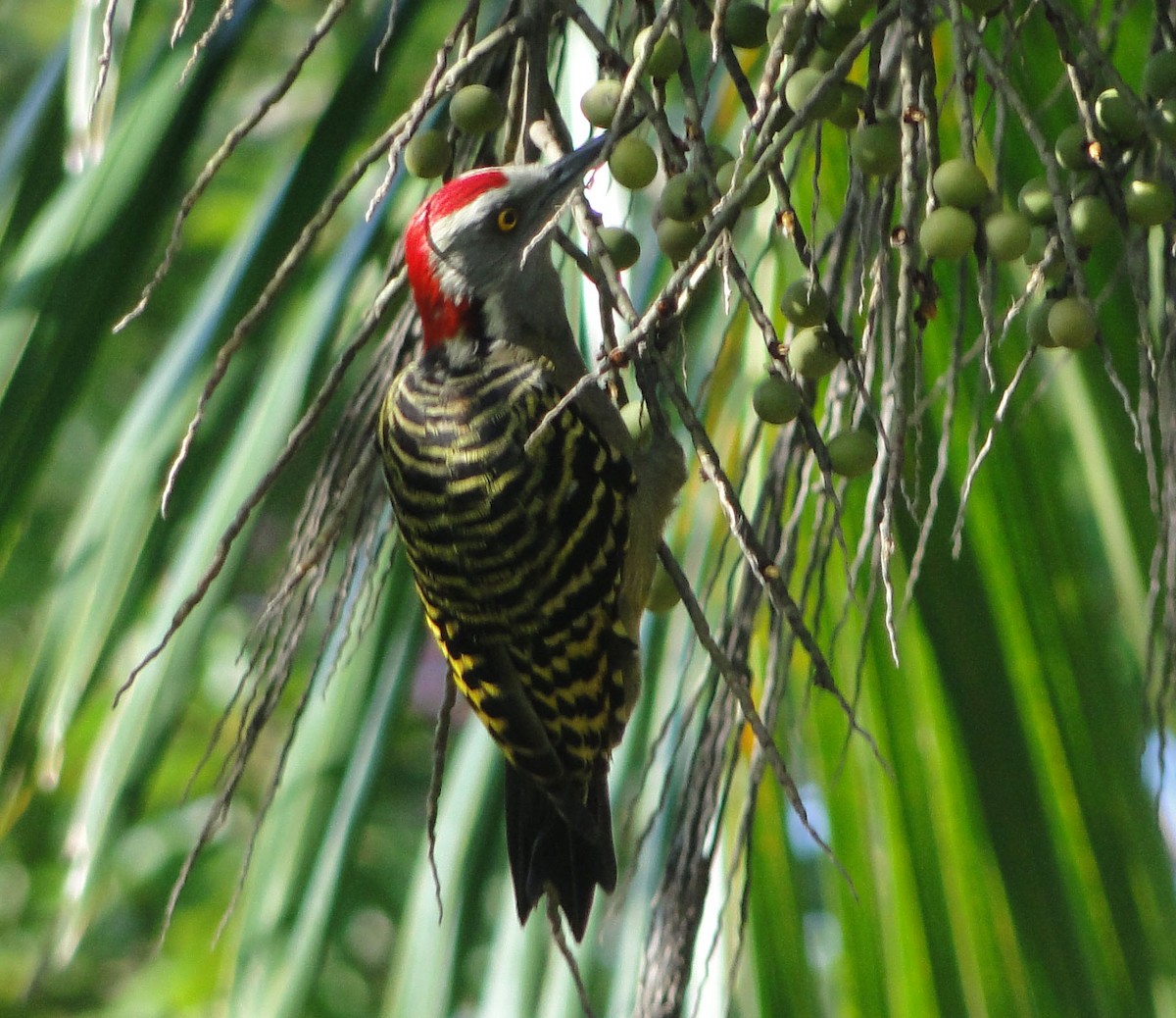 Hispaniolan Woodpecker - ML620638051
