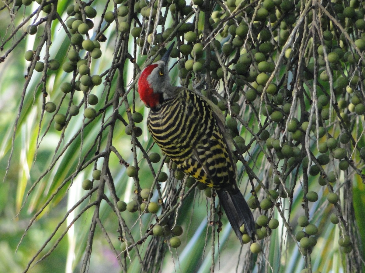 Carpintero de la Española - ML620638052