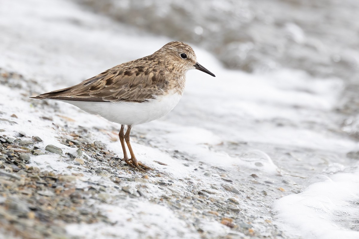 Temminck's Stint - ML620638055