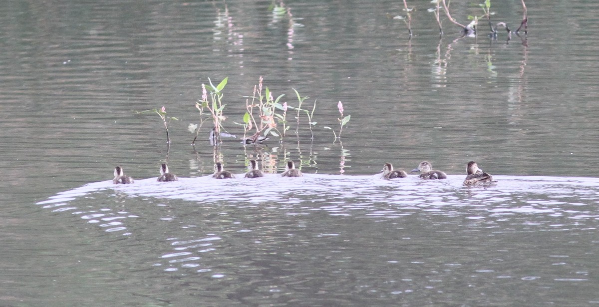 tanımsız çamurcun (Anatidae sp.) - ML620638068