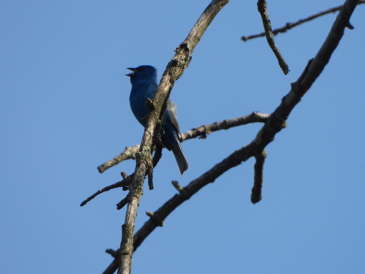 Indigo Bunting - Pete Huffer