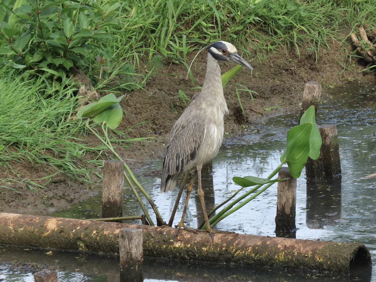 Yellow-crowned Night Heron - ML620638075