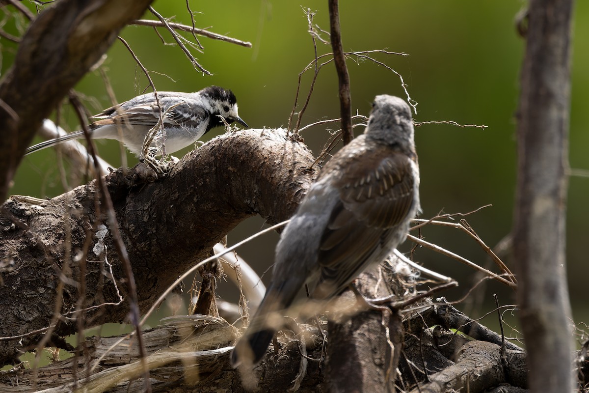 Fieldfare - ML620638082