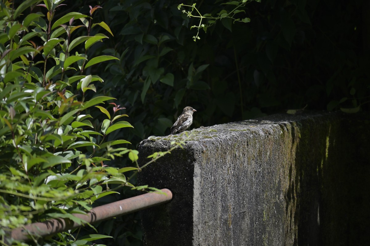 Italian Sparrow - ML620638087