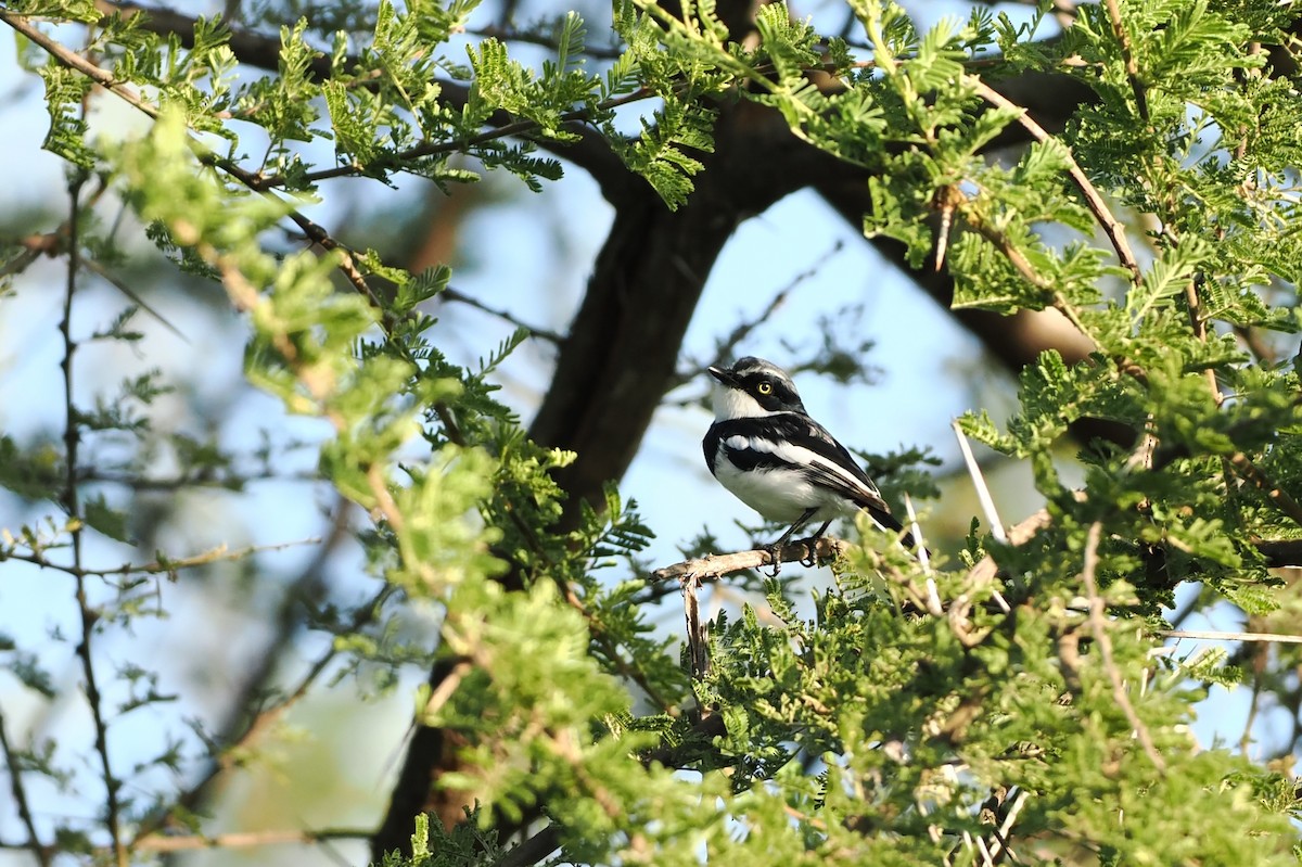 Chinspot Batis - ML620638088