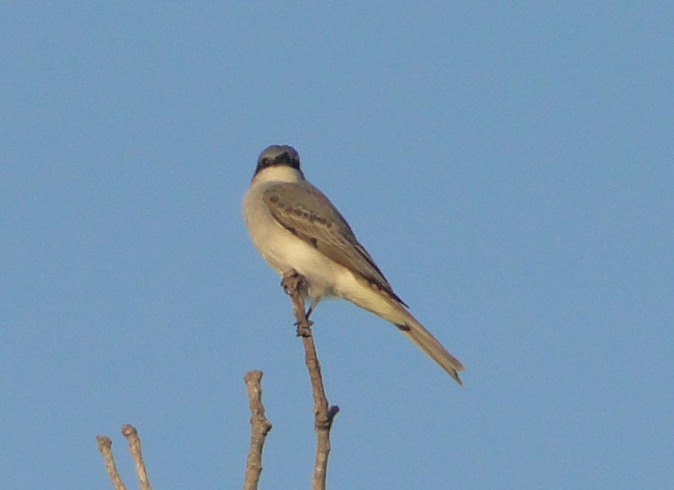 Gray Kingbird - ML620638097