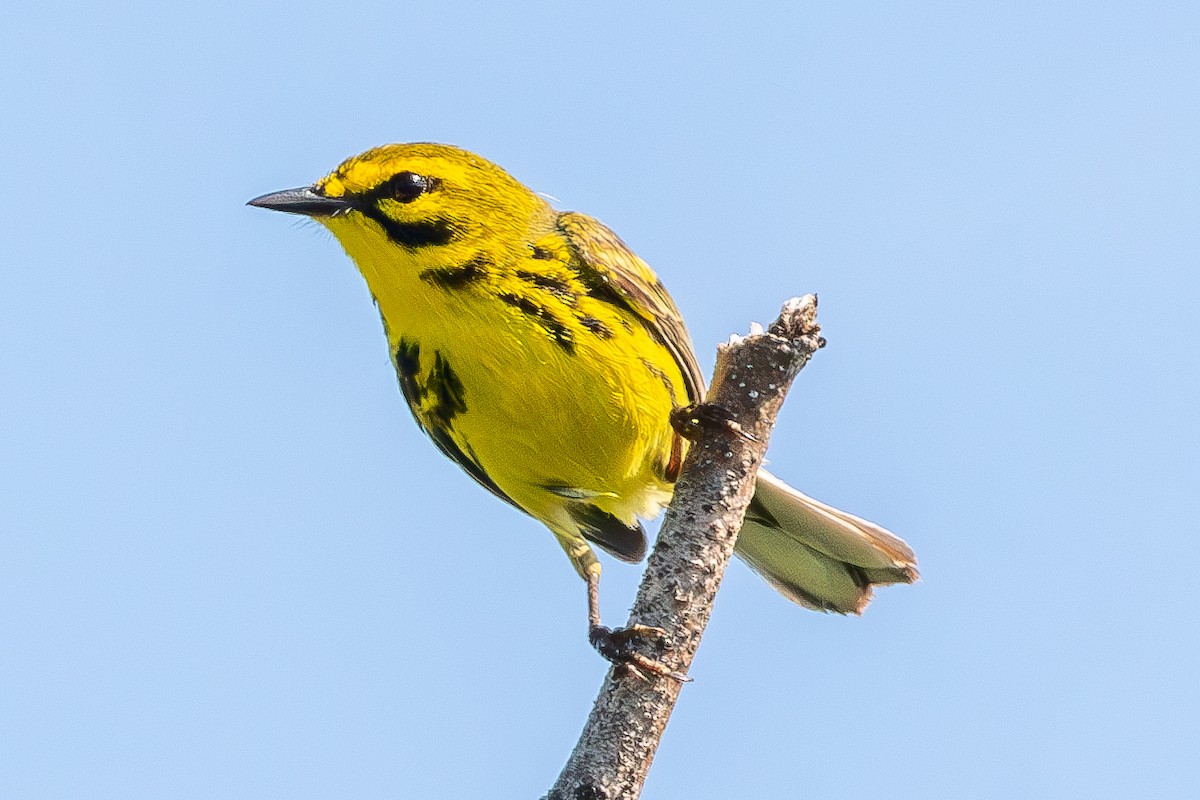 Prairie Warbler - ML620638103