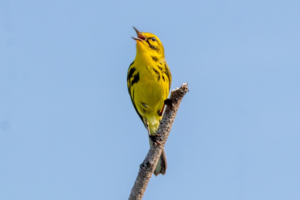 Prairie Warbler - ML620638104