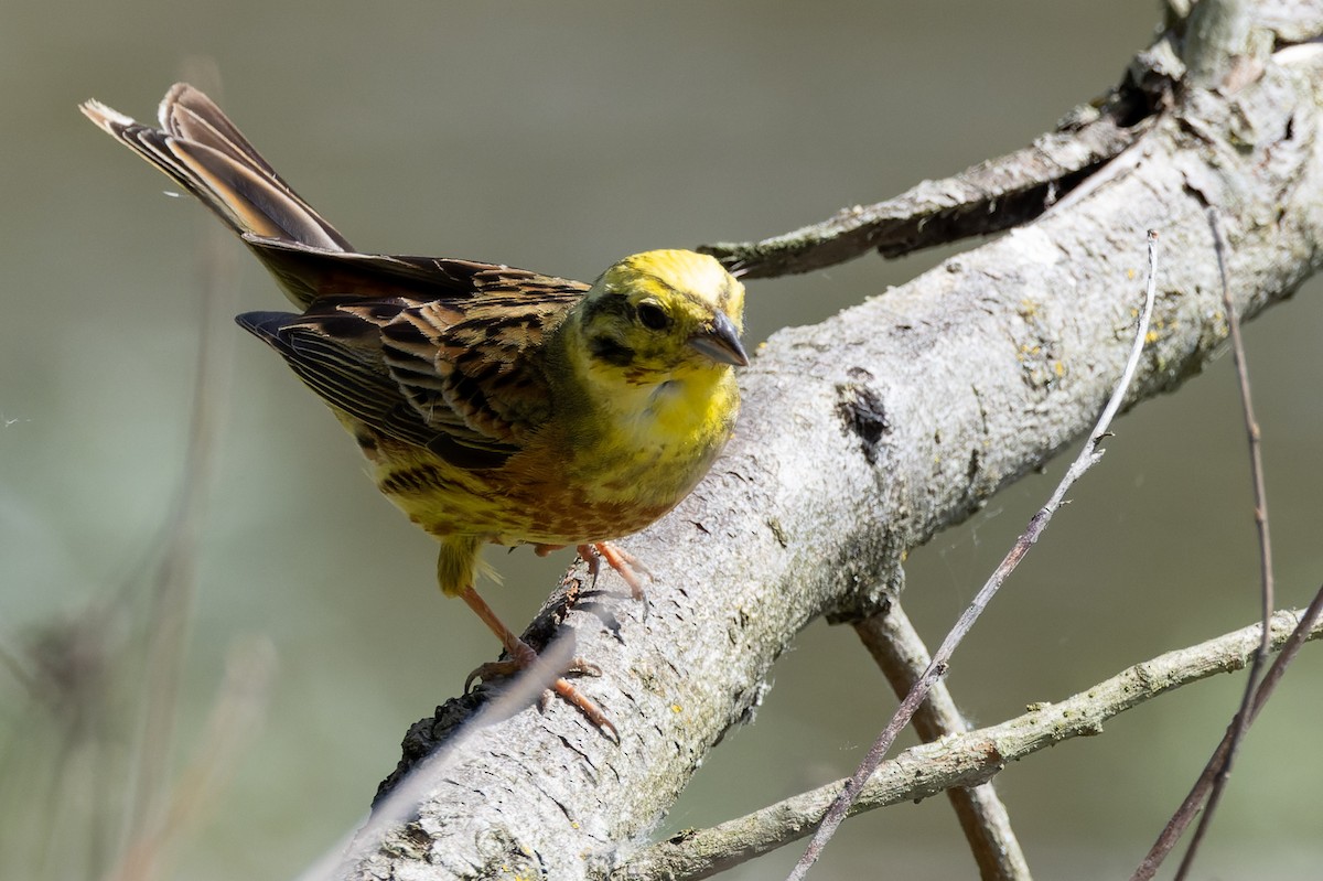 Yellowhammer - ML620638106