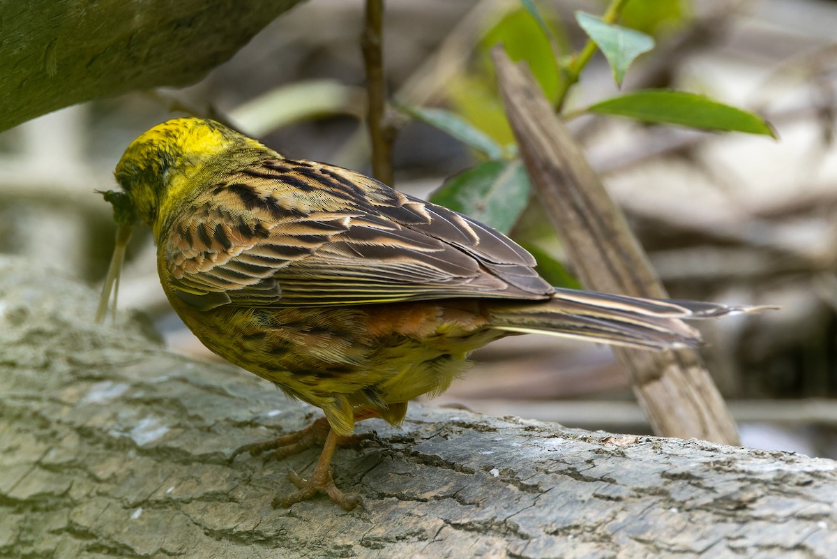 Yellowhammer - ML620638107