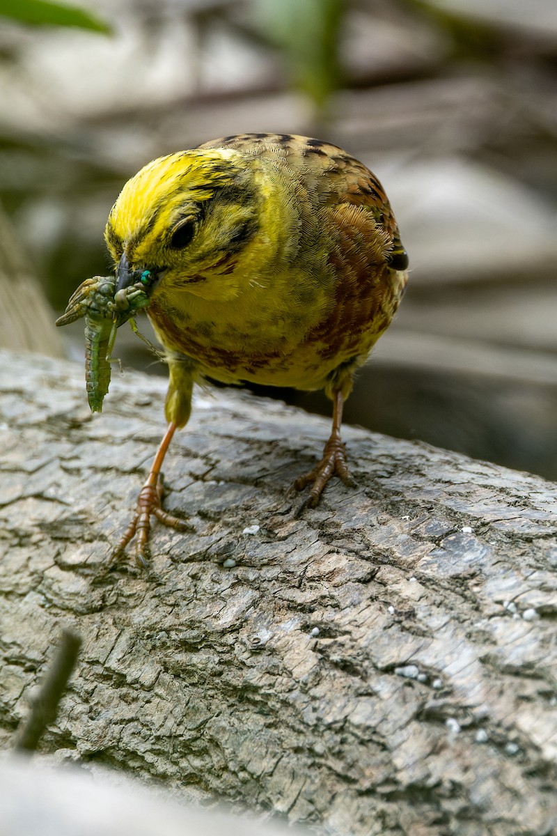 Yellowhammer - ML620638109