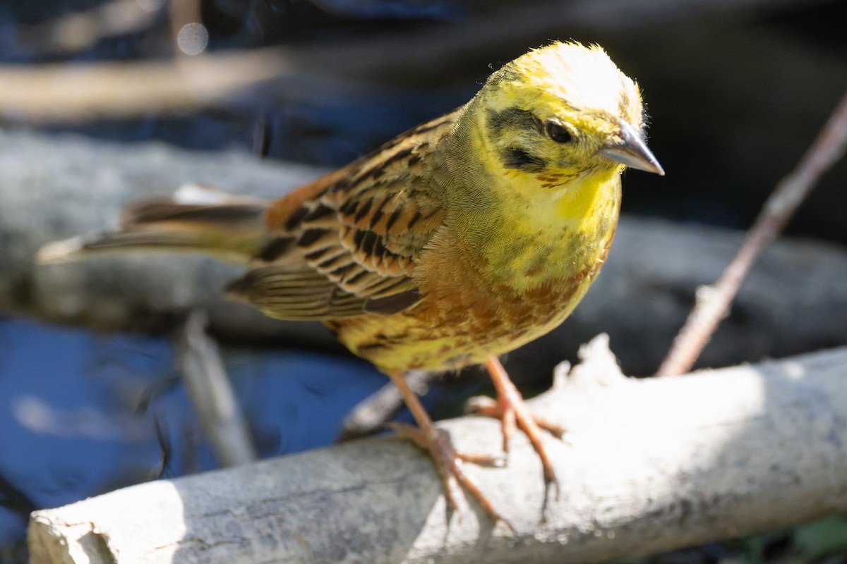 Yellowhammer - ML620638112