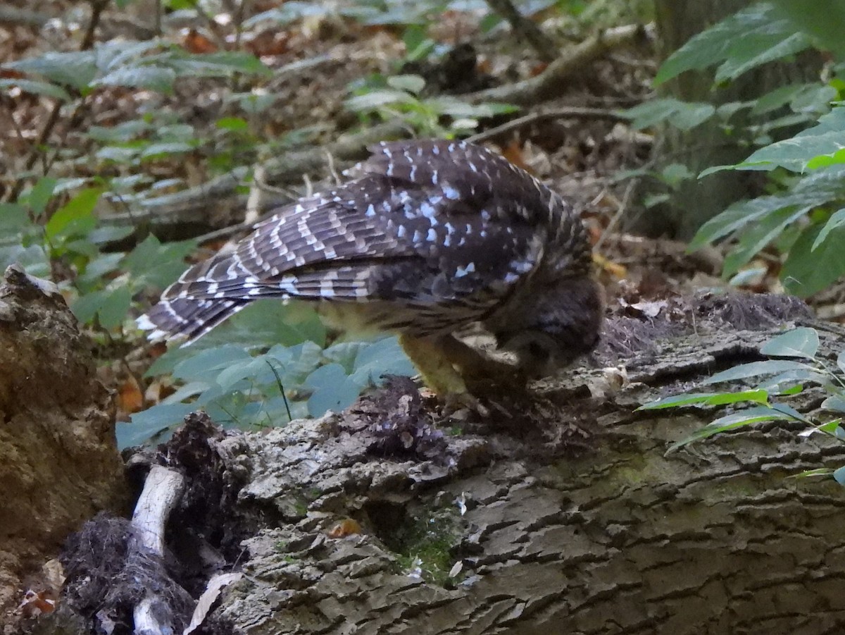 Barred Owl - Pete Huffer