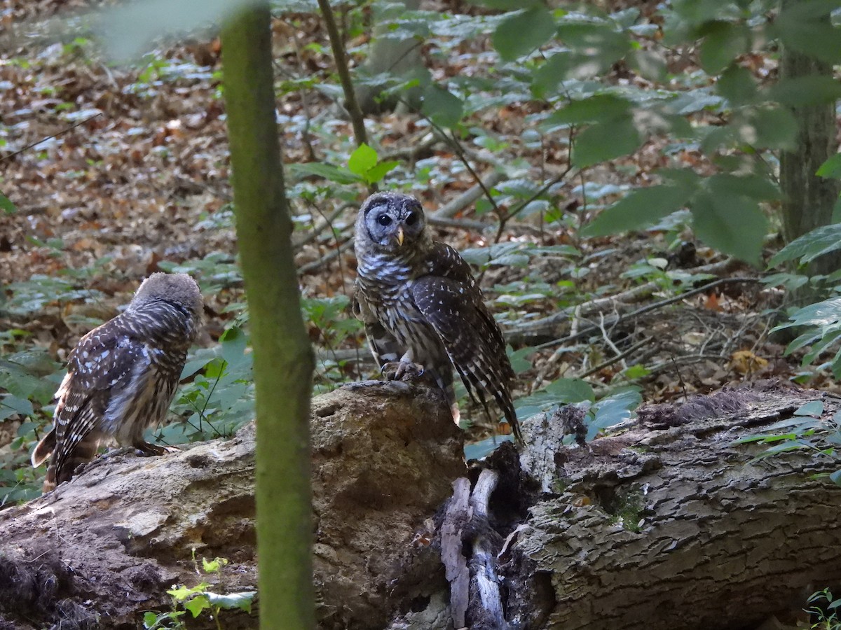 Barred Owl - ML620638119