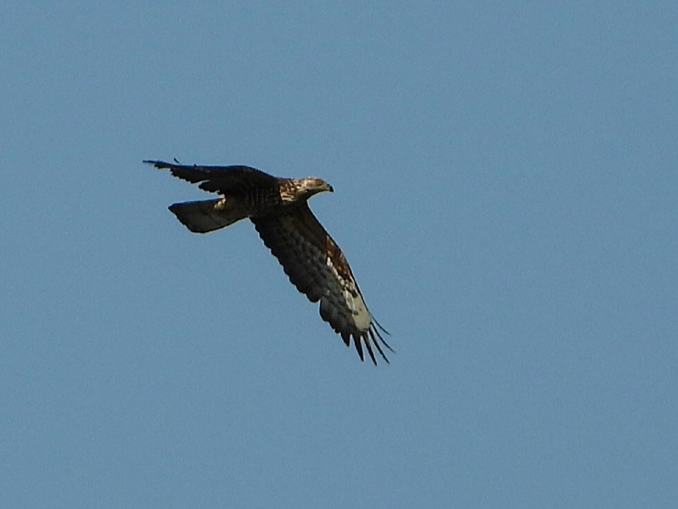 European Honey-buzzard - ML620638120