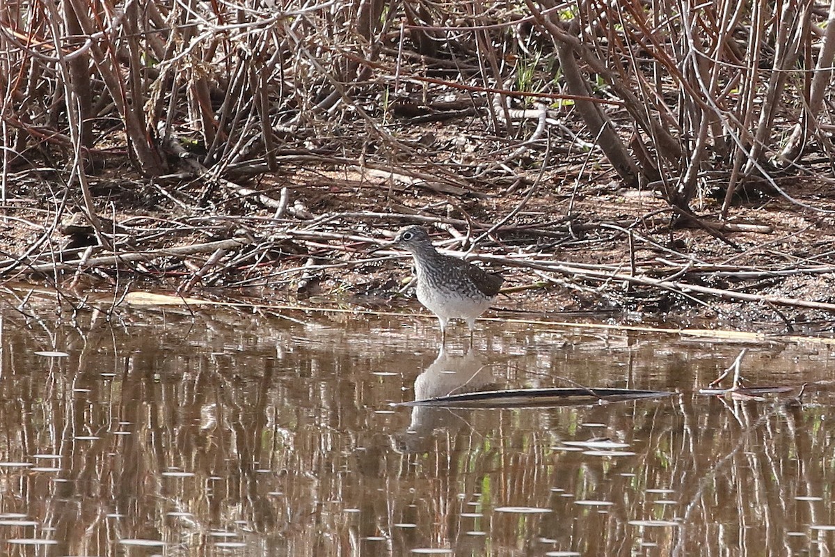 コシグロクサシギ - ML620638121