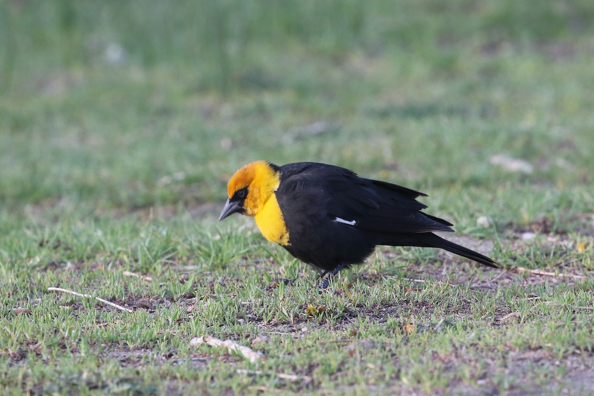 Yellow-headed Blackbird - ML620638124