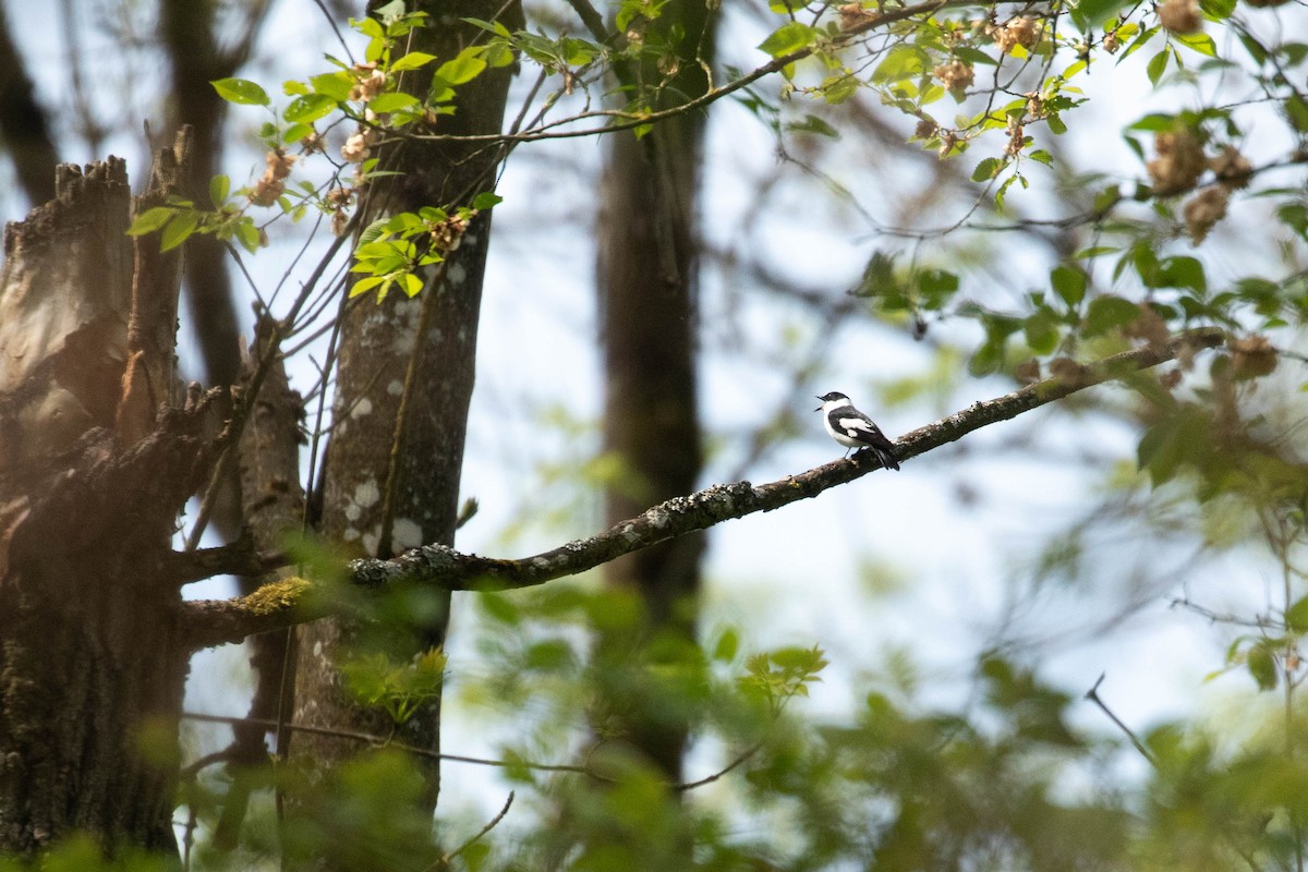 Collared Flycatcher - ML620638127