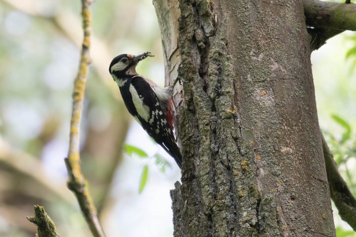 Great Spotted Woodpecker - ML620638130