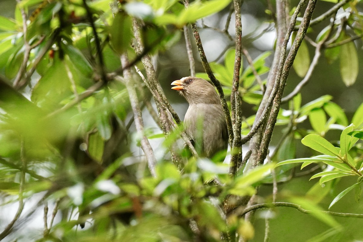 Great Parrotbill - ML620638135