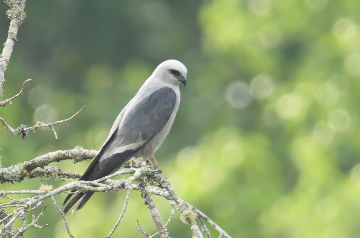 Mississippi Kite - ML620638136