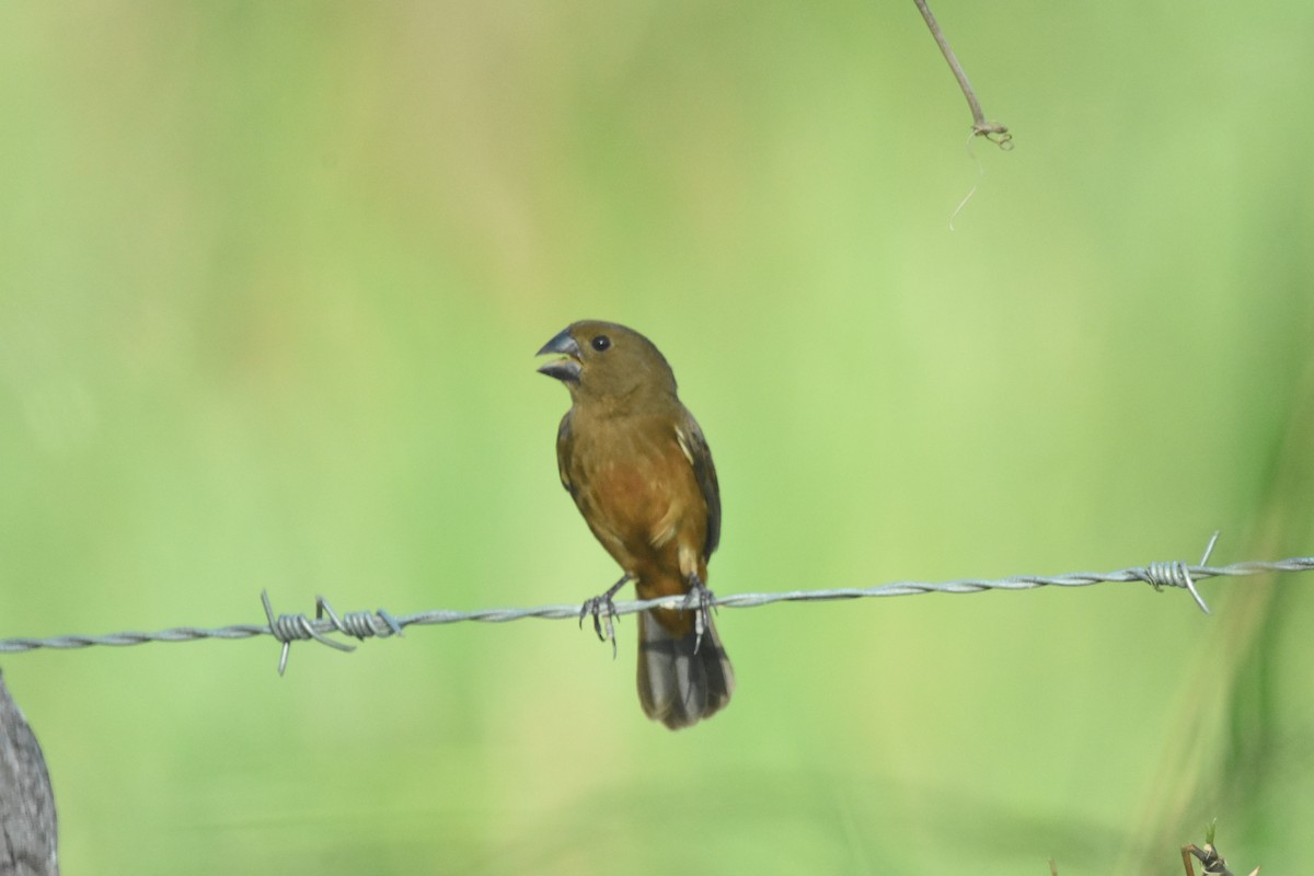Thick-billed Seed-Finch - ML620638143