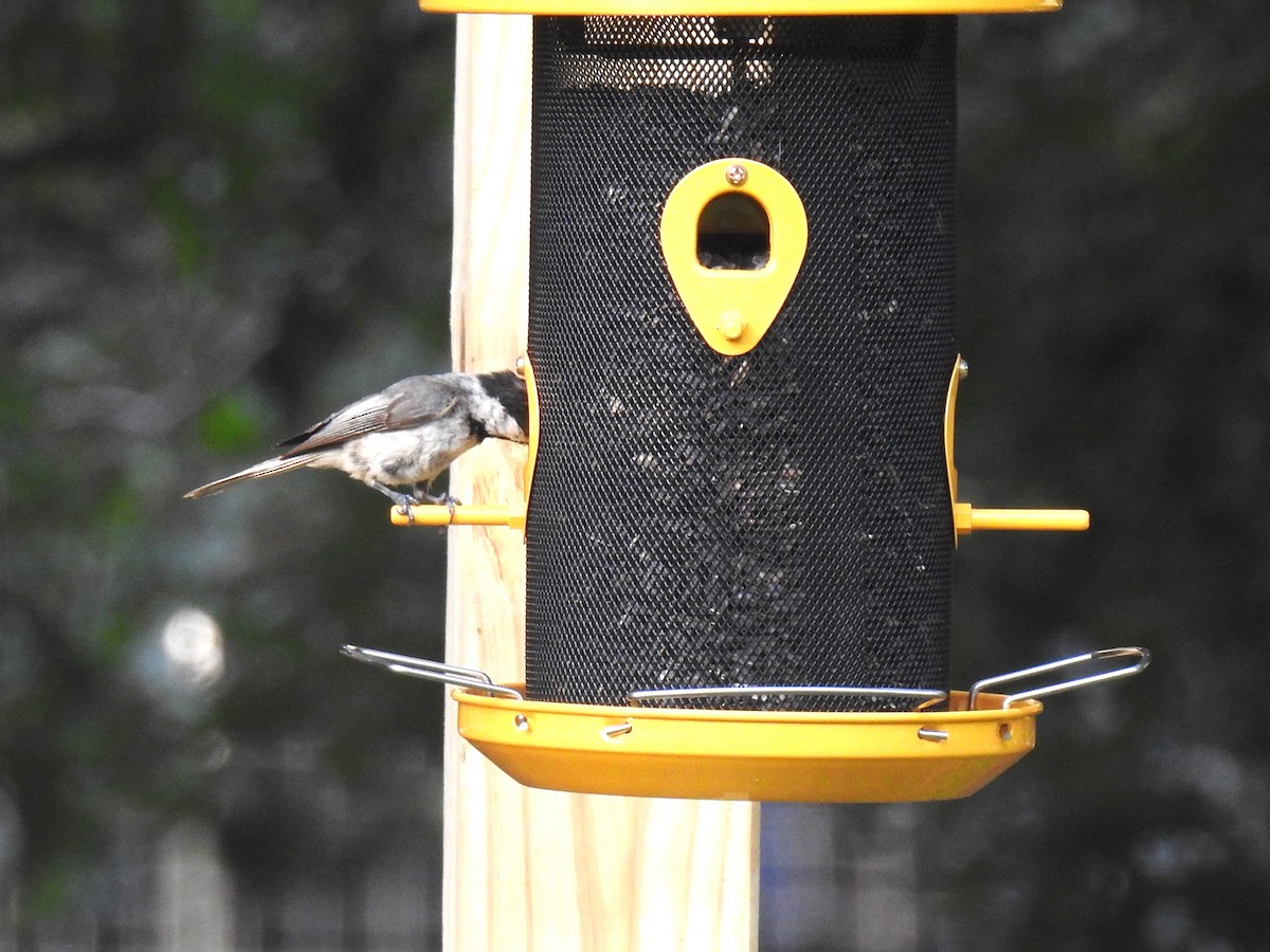 Carolina Chickadee - ML620638144