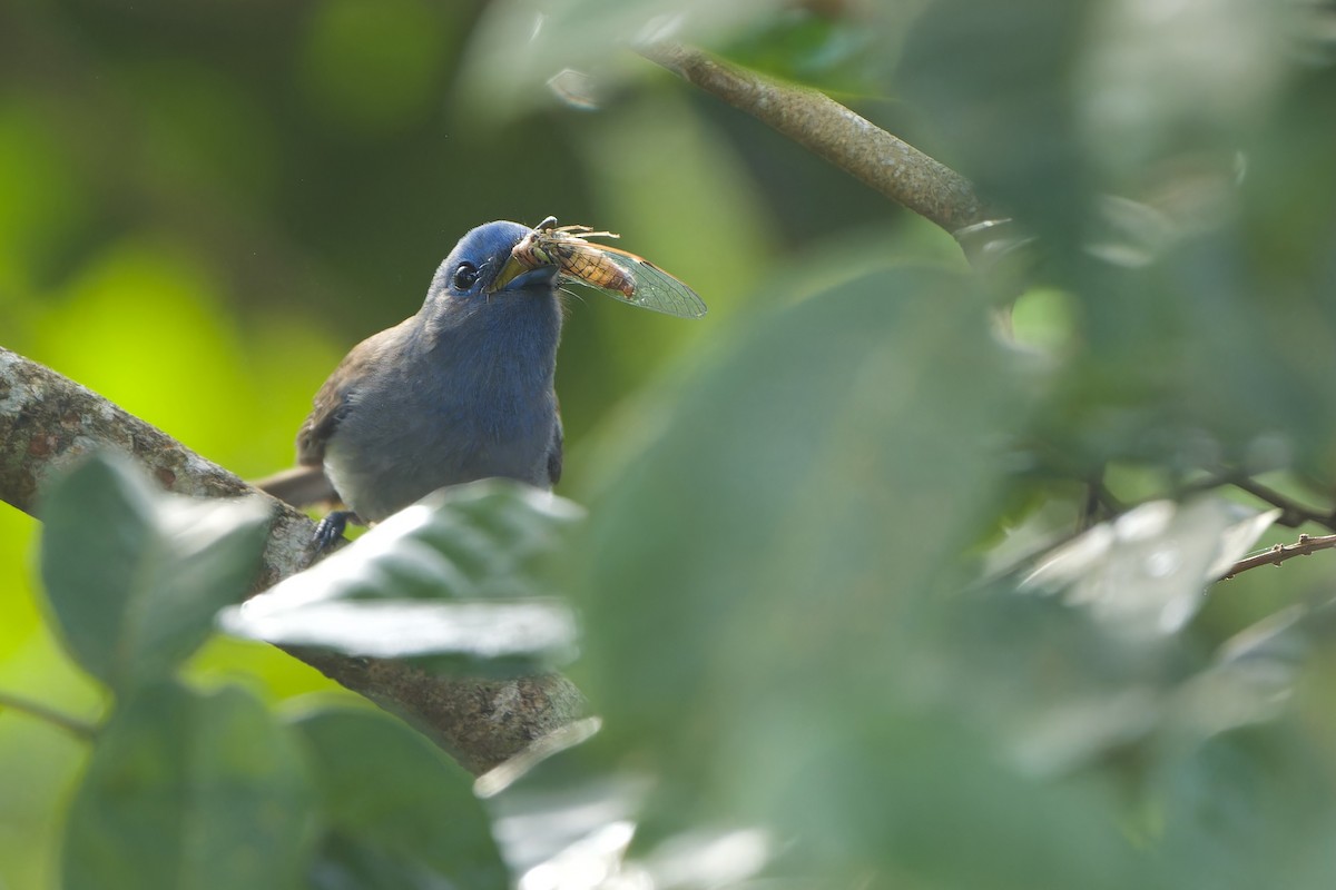 Black-naped Monarch - ML620638152